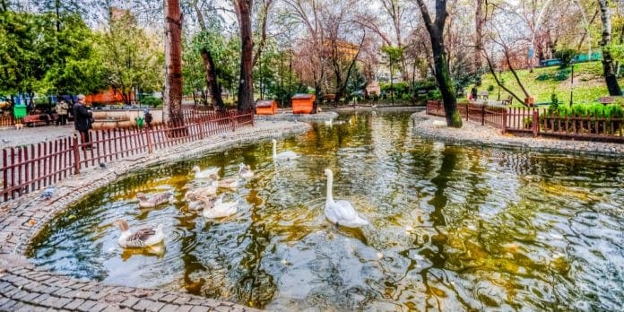 A pond surrounded by trees and a fence, with ducks and geese swimming, in a park setting.